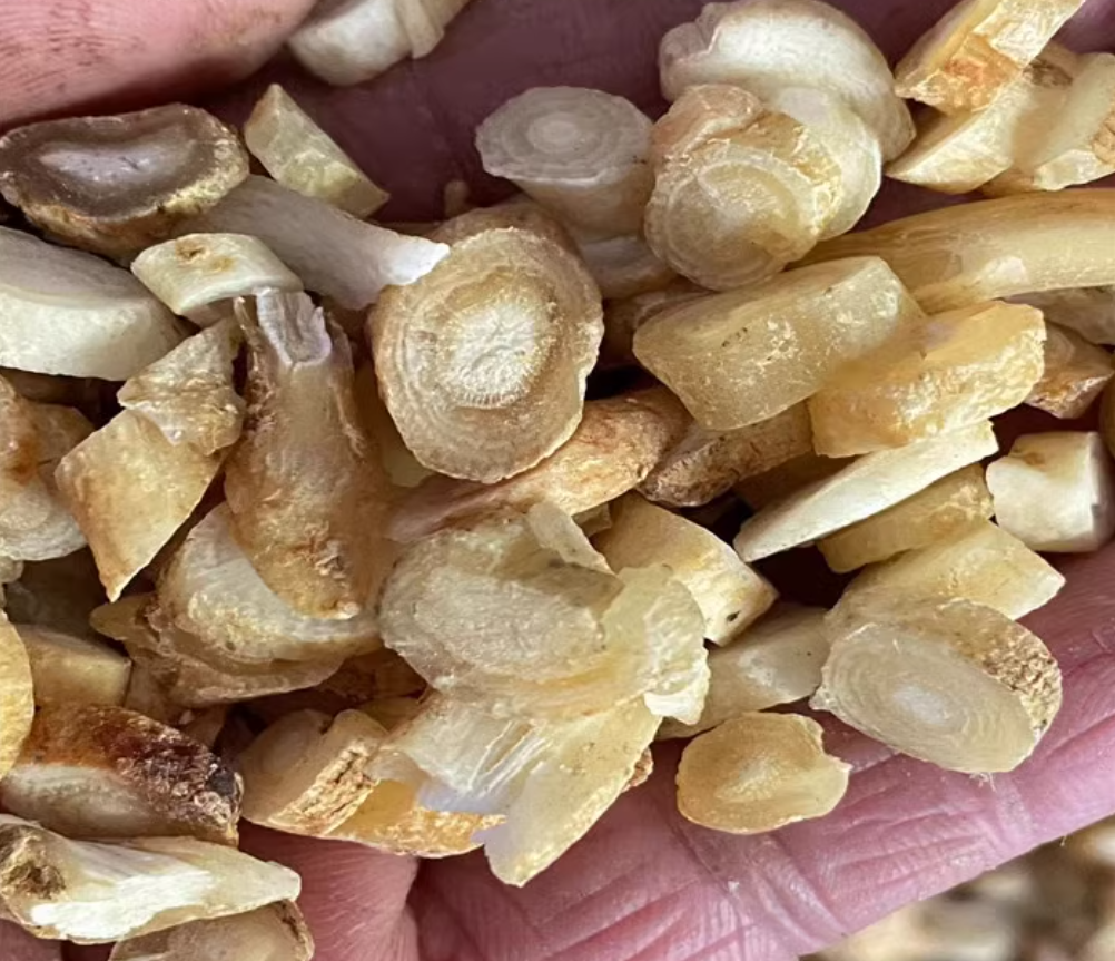 500g Dried Radix Changii Ming Dang Shen (Changium smyrnioides Wolff)
