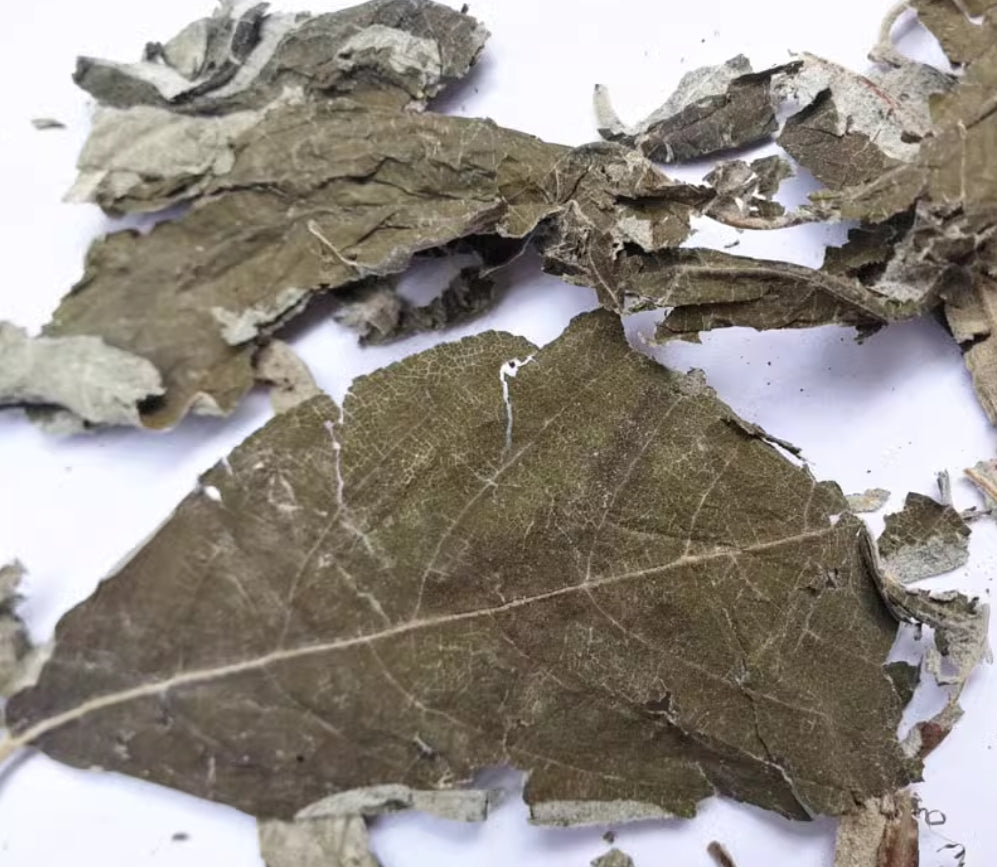 Dried Herbs Folium Calicarpae 500g Zi Zhu