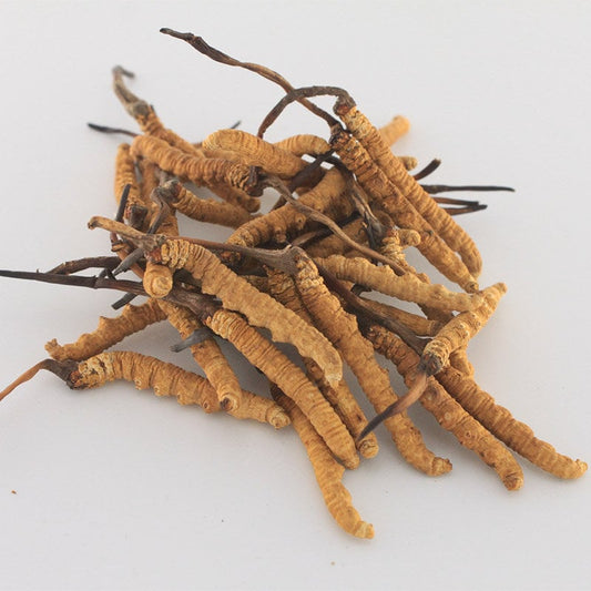 1g Cordyceps sinensis whole dried mushrooms (Yartsa Gunbu, caterpillar fungus)