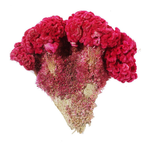 1.1LB Dried Herbs Red Cockscomb Flower, Flos Celosiae Cristatae, Ji Guan Hua
