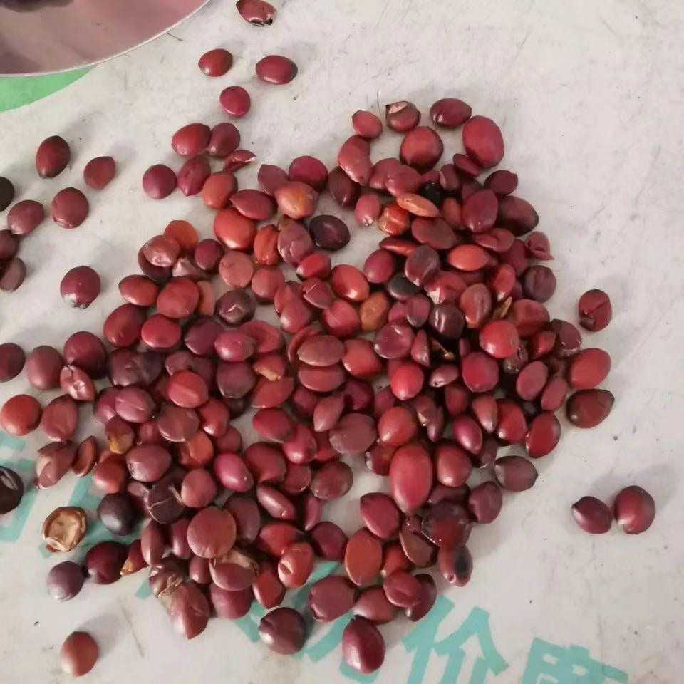 100g Roasted Semen Ziziphi Spinosae Jujube Seed Guo Chan Suan Zao Ren