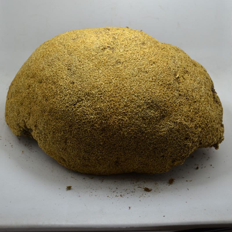 500g Wild Arenaria kansuensis Maxim, Arenaria brevipetala, Herbal Reishi Mushroom Herbs, Xue Ling Zhi, LingZhi