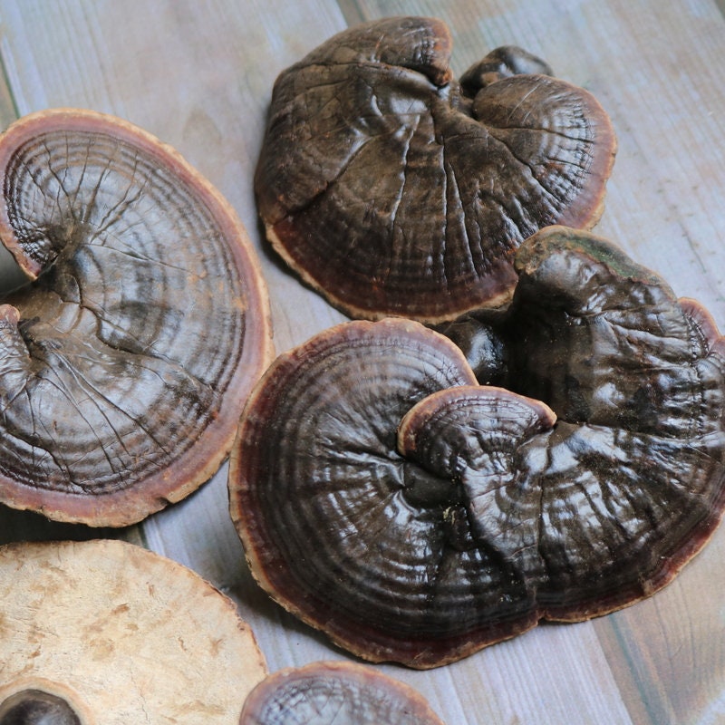 500g Wild Jin Bian Ling zhi Ganoderma Lucidum Herbal Reishi Mushroom Herbs,Lingzhi, Jin Bian Ling Zhi