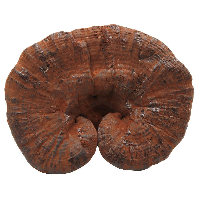 500g Wild Lingzhi Purple Ganoderma lucidum Herbal Reishi Mushroom Herbs, Purple Ganoderma lucidum, Zi Lingzhi