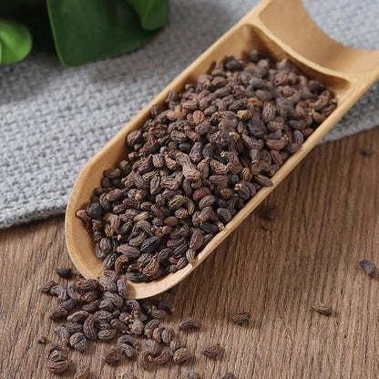 Dried Herbs Ligustrum Lucidum Fruit, Nv Zhen Zi