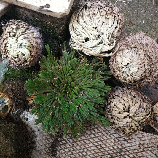 1pc True Dried Ressurection plant Rose of Jericho (Selaginella Lepidophylla)