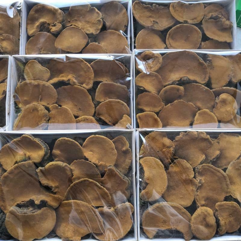 500g Phellinus Linteus Chinese Song-Gen Meshimakobu Mushroom Sang Huang Mesima