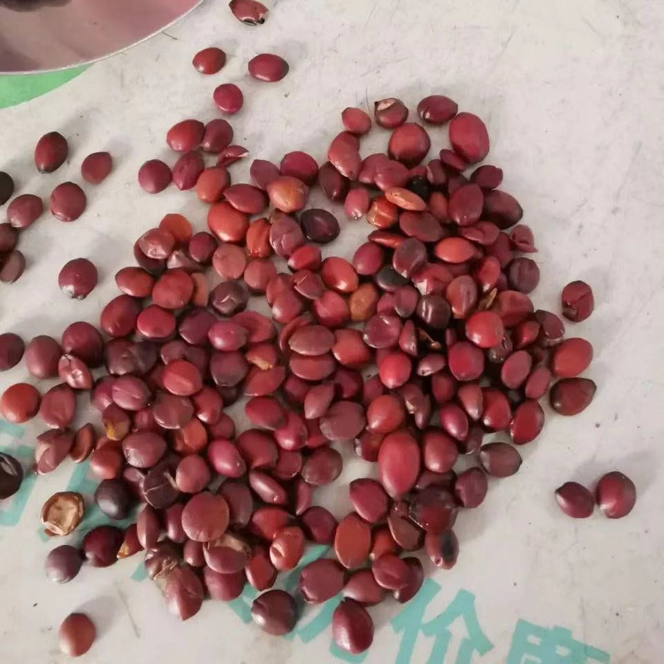 Roasted Semen Ziziphi Spinosae Jujube Seed Guo Chan Suan Zao Ren