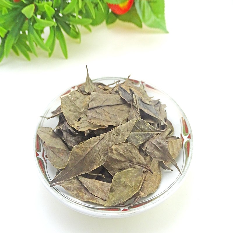 1.1 LB Dried Herbs Oriental Blueberry Leaf, Nan Zhu Ye