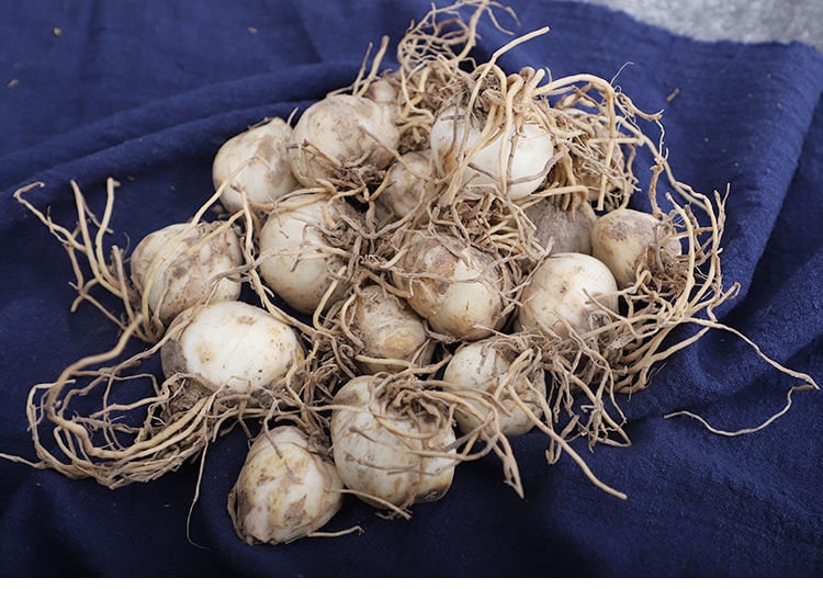 Lily Buds for plant 500g (about 20 buds)