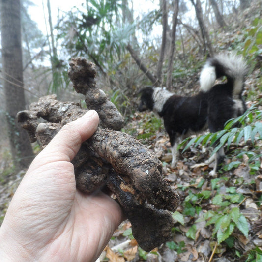 250g Wild Dried Herbs Whole Polyporus Sclerotium, Grifola, Zhu Ling