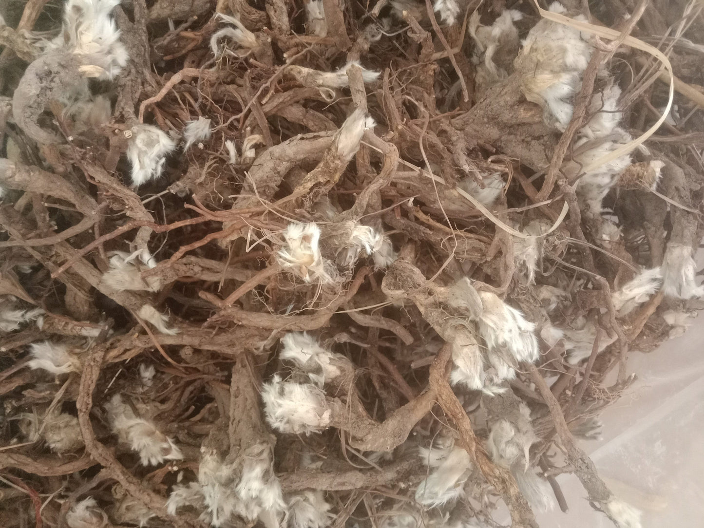 250g 100% Precious Wild Pulsatilla Cernua Root, Bai Tou Weng, Radix Pulsatillea Natural Herb Chinese Pulsatilla Root