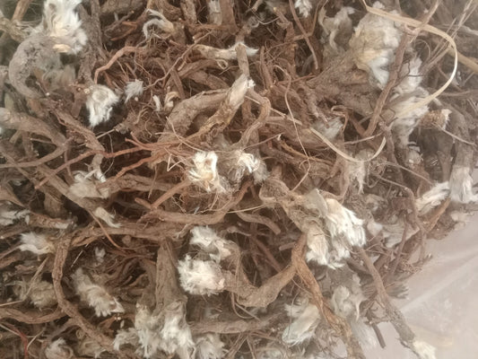 250g 100% Precious Wild Pulsatilla Cernua Root, Bai Tou Weng, Radix Pulsatillea Natural Herb Chinese Pulsatilla Root