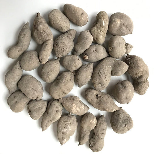 250g Dried Wild Zhe Jiang Radix Tetrastigme, Tetrastigma Hemsleyanum, San Ye Qing